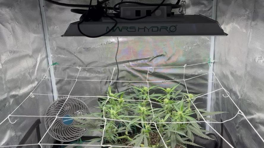 Triploid Girl(Frosted Guava)