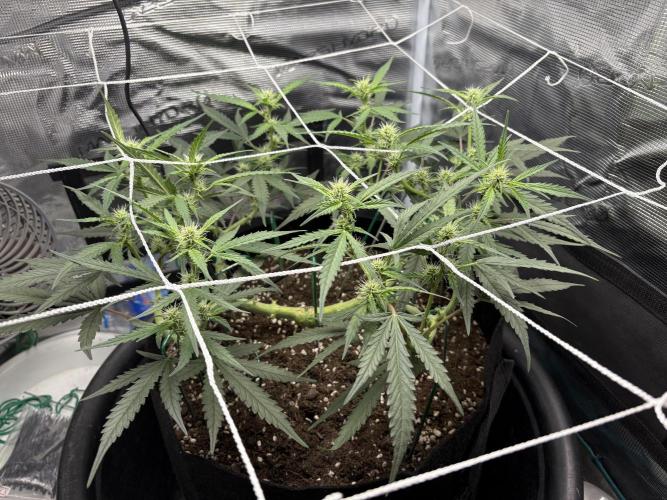 Triploid Girl(Frosted Guava). Week 7 - Day 46