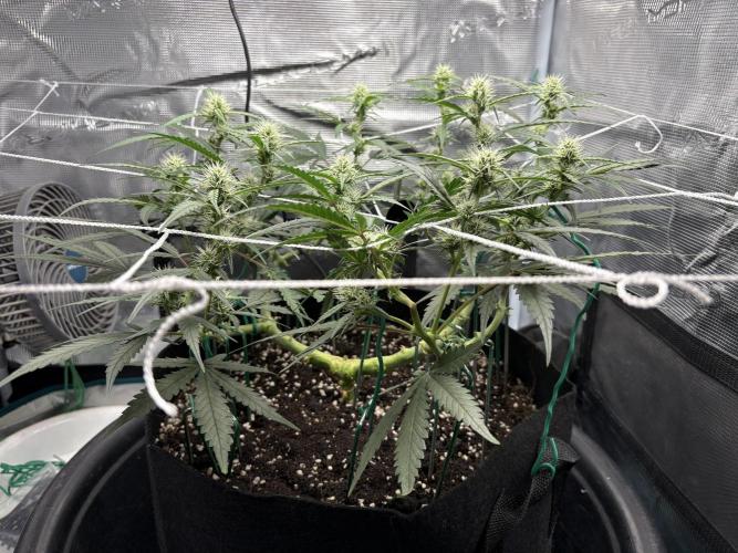 Triploid Girl(Frosted Guava). Week 7 - Day 49