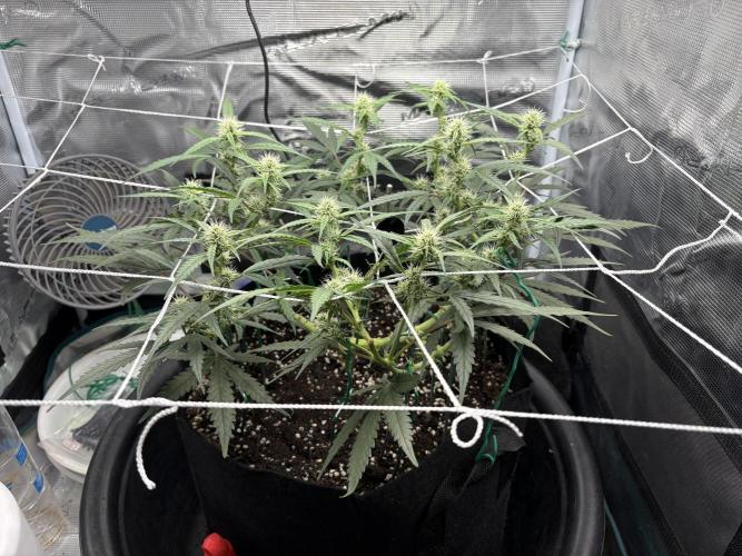 Triploid Girl(Frosted Guava). Week 7 - Day 49