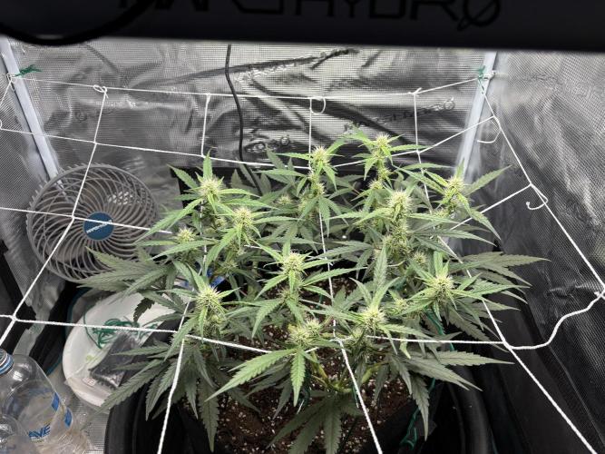 Triploid Girl(Frosted Guava). Week 8 - Day 50