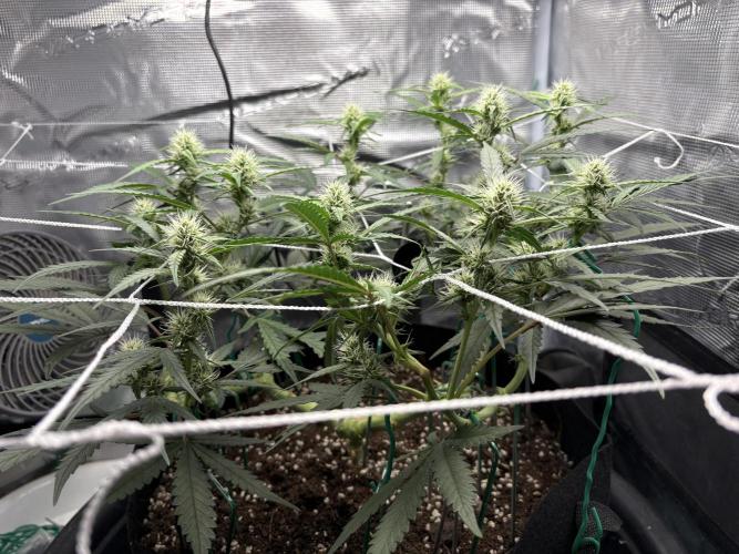 Triploid Girl(Frosted Guava). Week 8 - Day 50