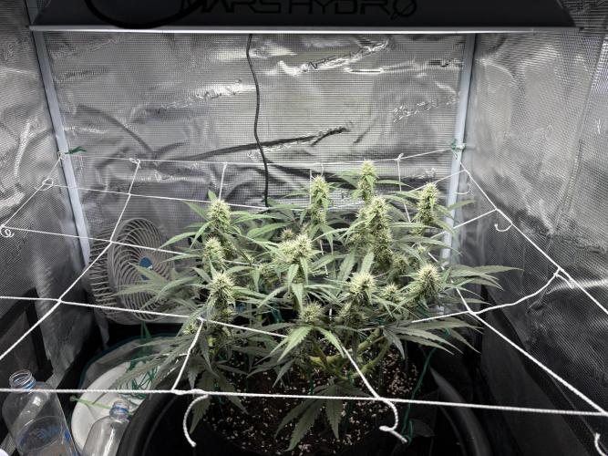 Triploid Girl(Frosted Guava). Week 8