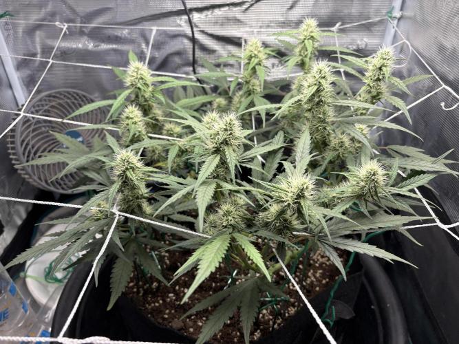 Triploid Girl(Frosted Guava). Week 8 - Day 55
