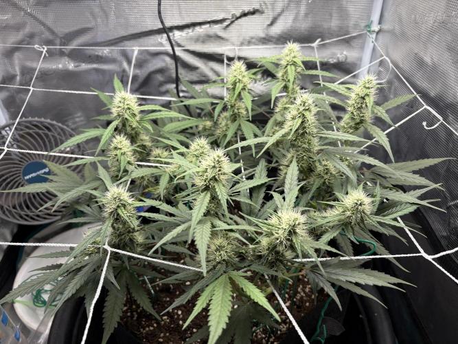 Triploid Girl(Frosted Guava). Week 8 - Day 56