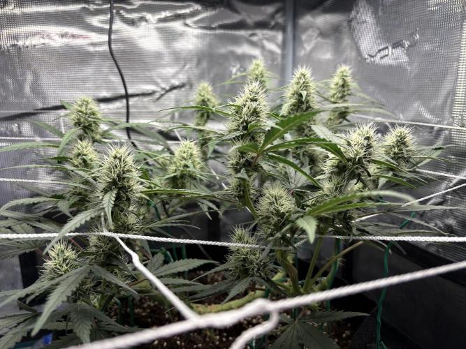 Triploid Girl(Frosted Guava). Week 8 - Day 56