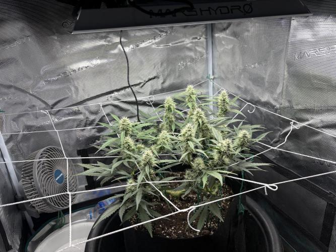 Triploid Girl(Frosted Guava). Week 9 - Day 57