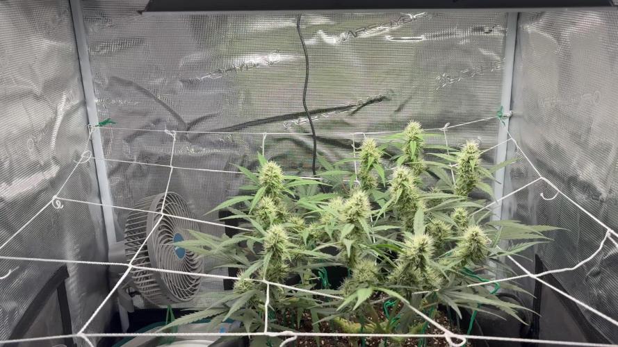 Triploid Girl(Frosted Guava)