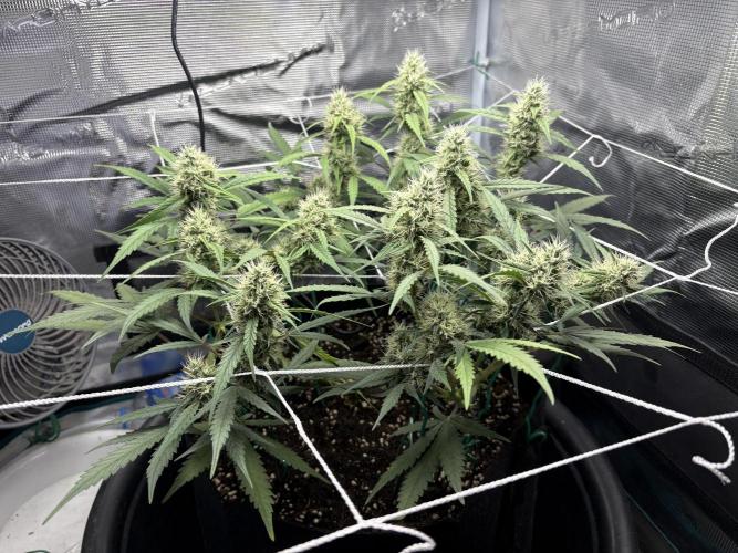 Triploid Girl(Frosted Guava). Week 9 - Day 62