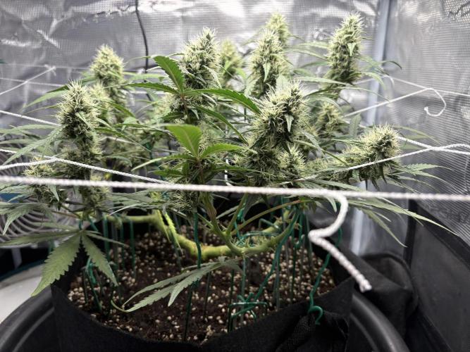 Triploid Girl(Frosted Guava). Week 9 - Day 62