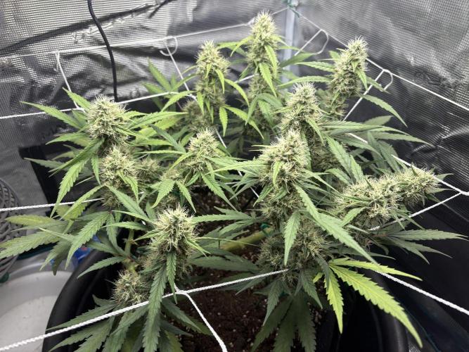 Triploid Girl(Frosted Guava). Week 10 - Day 65