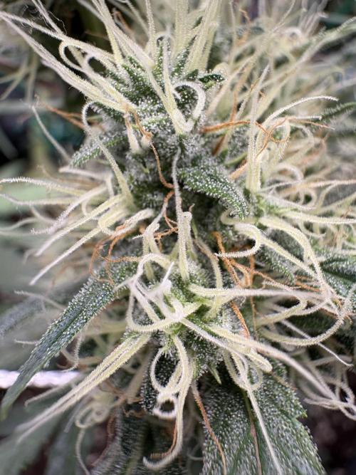 Triploid Girl(Frosted Guava). Week 10 - Day 65