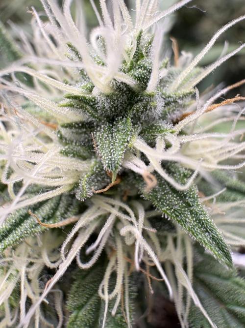 Triploid Girl(Frosted Guava). Week 10 - Day 65