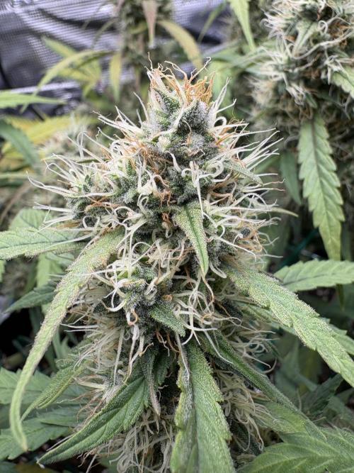 Triploid Girl(Frosted Guava). Week 10 - Day 68