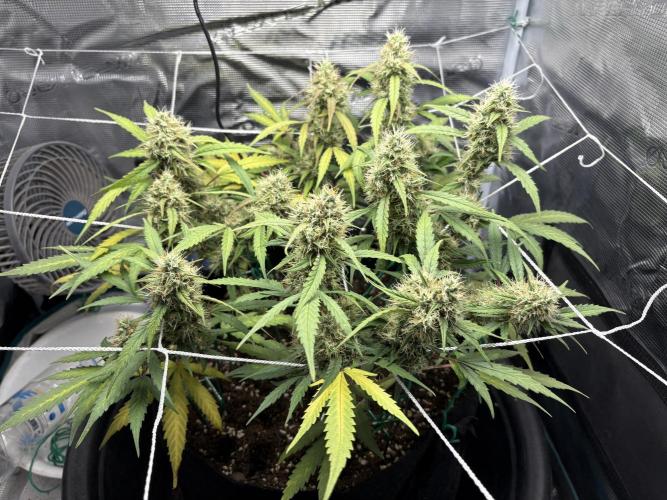 Triploid Girl(Frosted Guava). Week 10 - Day 68