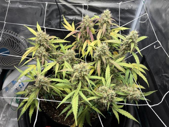 Triploid Girl(Frosted Guava). Week 11 - Day 73