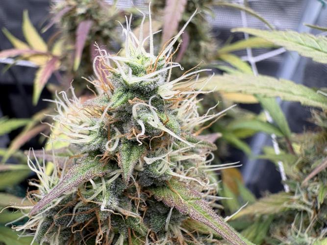 Triploid Girl(Frosted Guava). Week 11 - Day 73