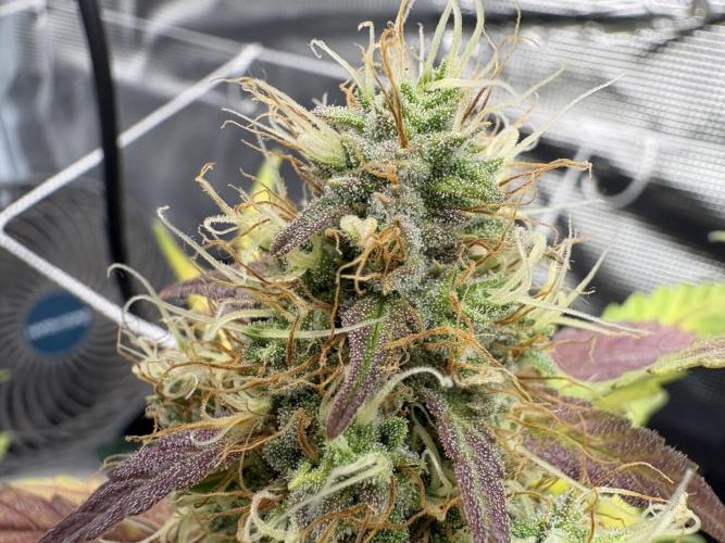 Triploid Girl(Frosted Guava). Week 11 - Day 73