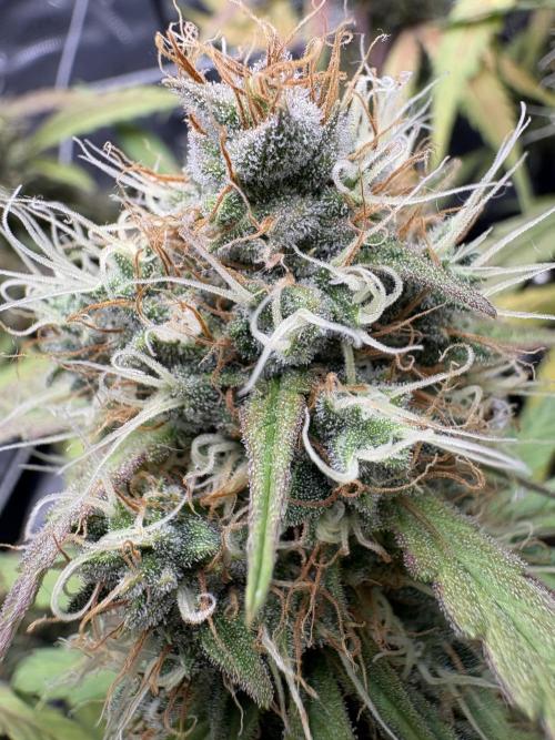 Triploid Girl(Frosted Guava). Week 11 - Day 73