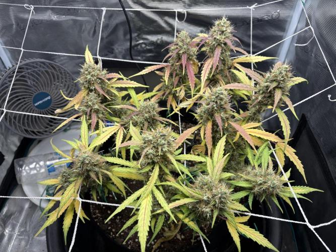 Triploid Girl(Frosted Guava). Week 12 - Day 79