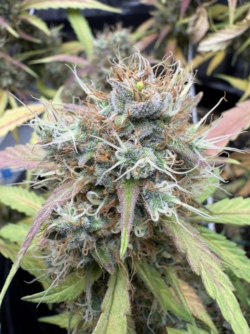 Triploid Girl(Frosted Guava). Week 12 - Day 79