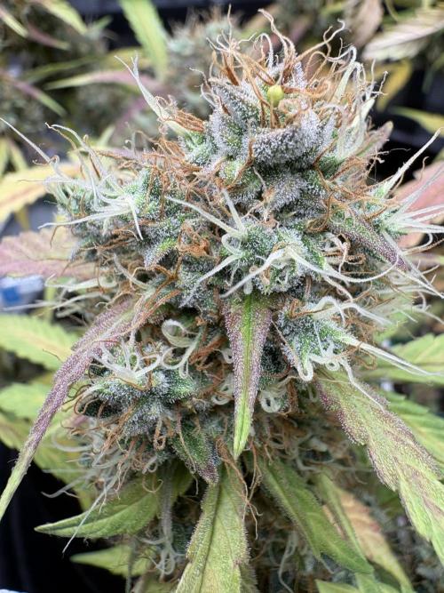 Triploid Girl(Frosted Guava). Week 12 - Day 79