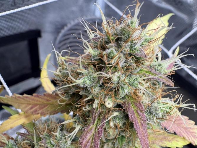 Triploid Girl(Frosted Guava). Week 12 - Day 79