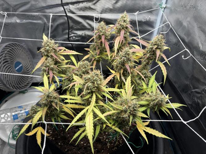 Triploid Girl(Frosted Guava). Week 12 - Day 81
