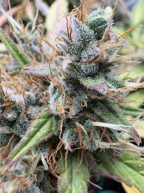 Triploid Girl(Frosted Guava). Week 12 - Day 81