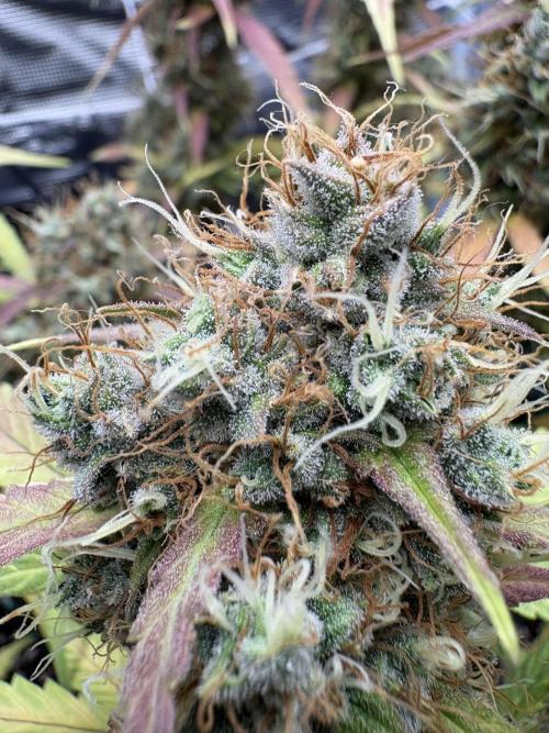 Triploid Girl(Frosted Guava). Week 12 - Day 81