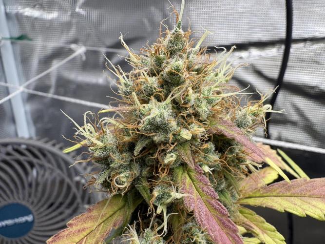 Triploid Girl(Frosted Guava). Week 12 - Day 81