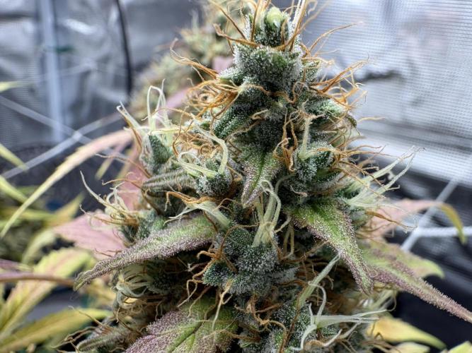 Triploid Girl(Frosted Guava). Week 12 - Day 81