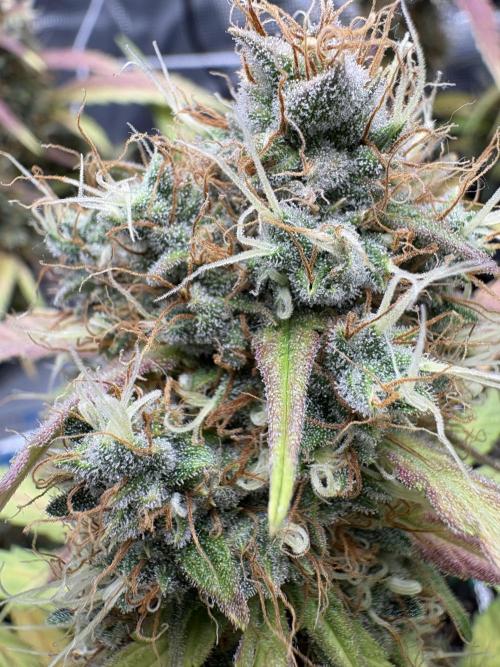Triploid Girl(Frosted Guava). Week 12 - Day 81