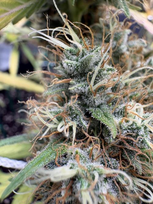 Triploid Girl(Frosted Guava). Week 12 - Day 81