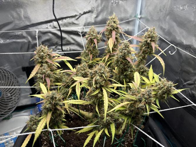 Triploid Girl(Frosted Guava). Week 13 - Day &5