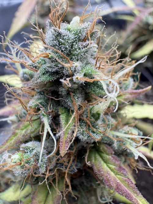 Triploid Girl(Frosted Guava). Week 13 - Day 85