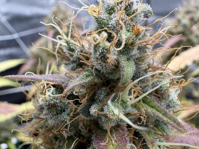 Triploid Girl(Frosted Guava). Week 13 - Day 85