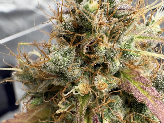 Triploid Girl(Frosted Guava). Week 13 - Day 85