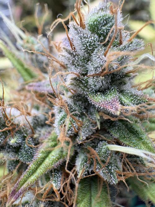 Triploid Girl(Frosted Guava). Week 13 - Day 85