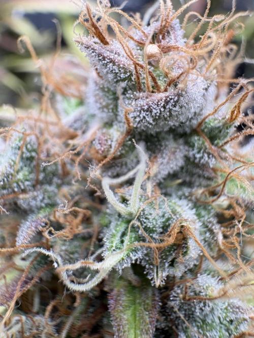 Triploid Girl(Frosted Guava). Week 13 - Day 85
