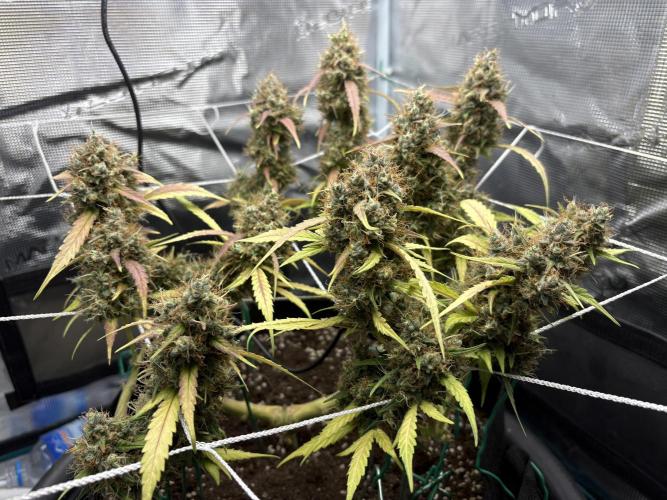 Triploid Girl(Frosted Guava). Week 13 - Day 87