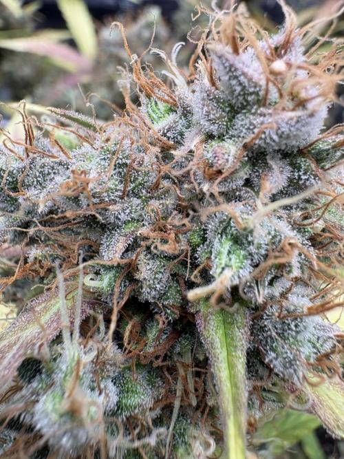 Triploid Girl(Frosted Guava). Week 13 - Day 87