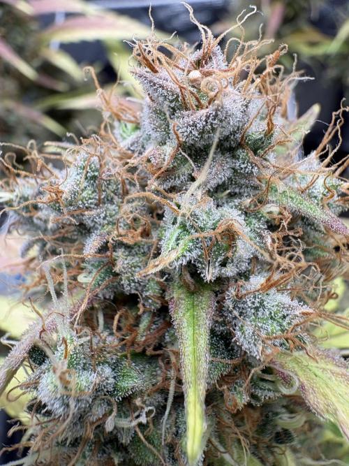 Triploid Girl(Frosted Guava). Week 13 - Day 87