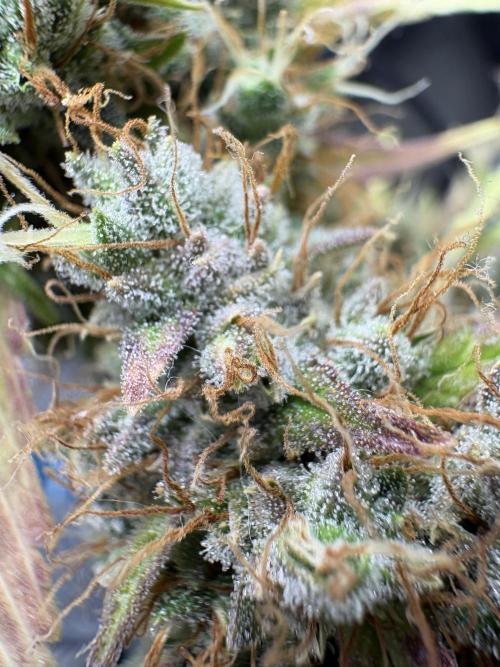 Triploid Girl(Frosted Guava). Week 13 - Day 87