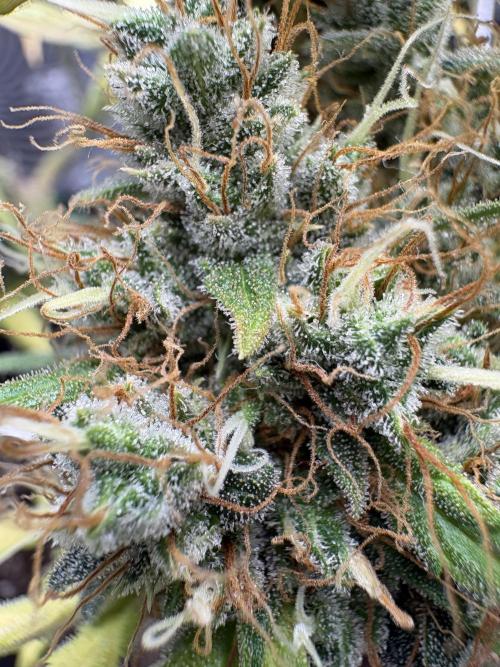Triploid Girl(Frosted Guava). Week 13