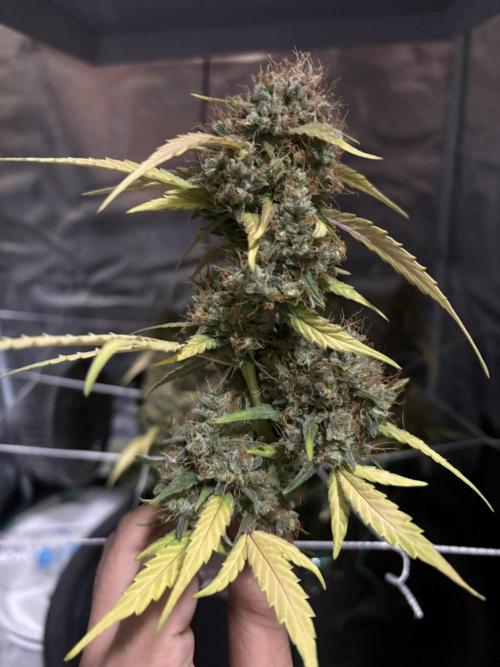 Triploid Girl(Frosted Guava). Week 14