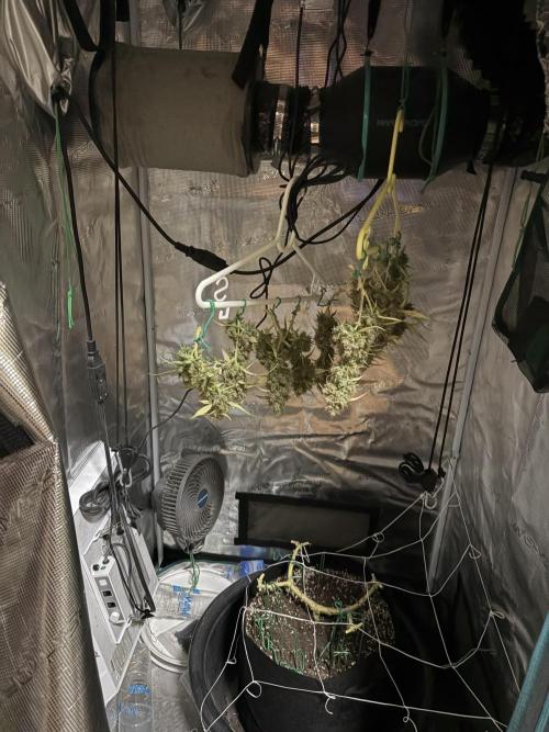 Triploid Girl(Frosted Guava). Week 14