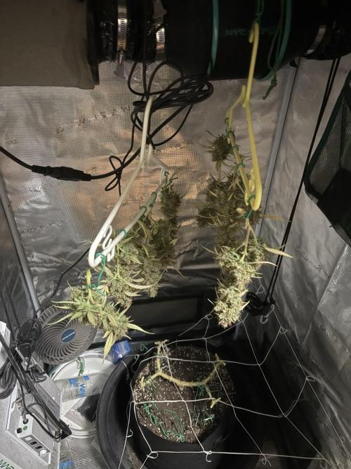 Triploid Girl(Frosted Guava). Week 14