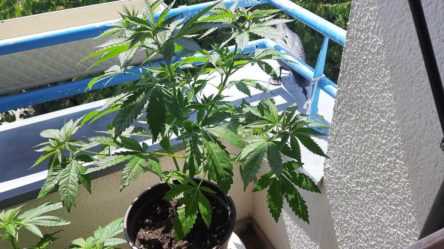 Sensi Seeds | Double Kush Cake & Purple Kush --- Outdoor 2025 / 52°N / Balcony Grow