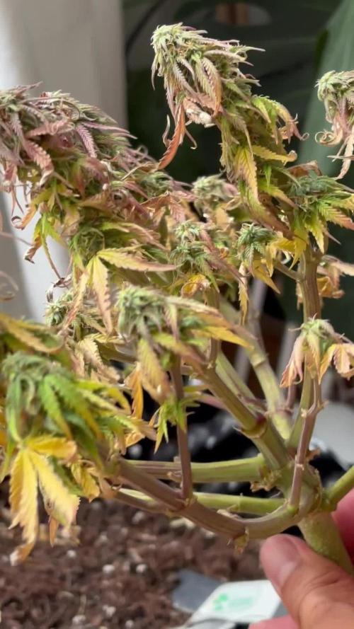 Milky way F1 Auto (First grow)